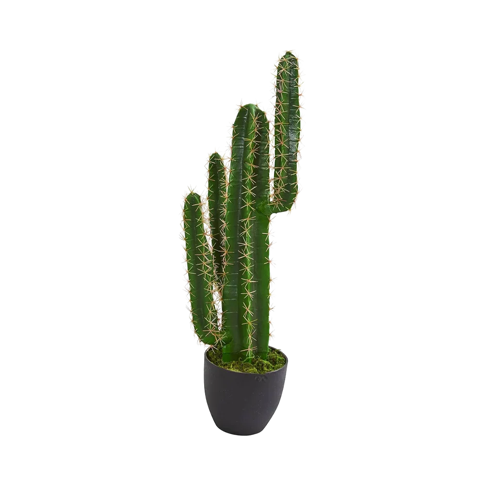 Cactus Azure Spire da 2,5 piedi