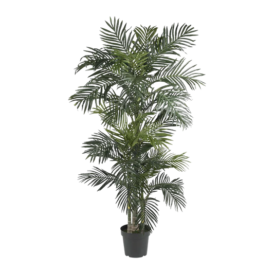 Palma Suncrest da 6,5 piedi