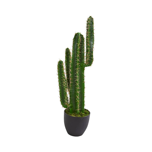 Cactus Azure Spire da 2,5 piedi