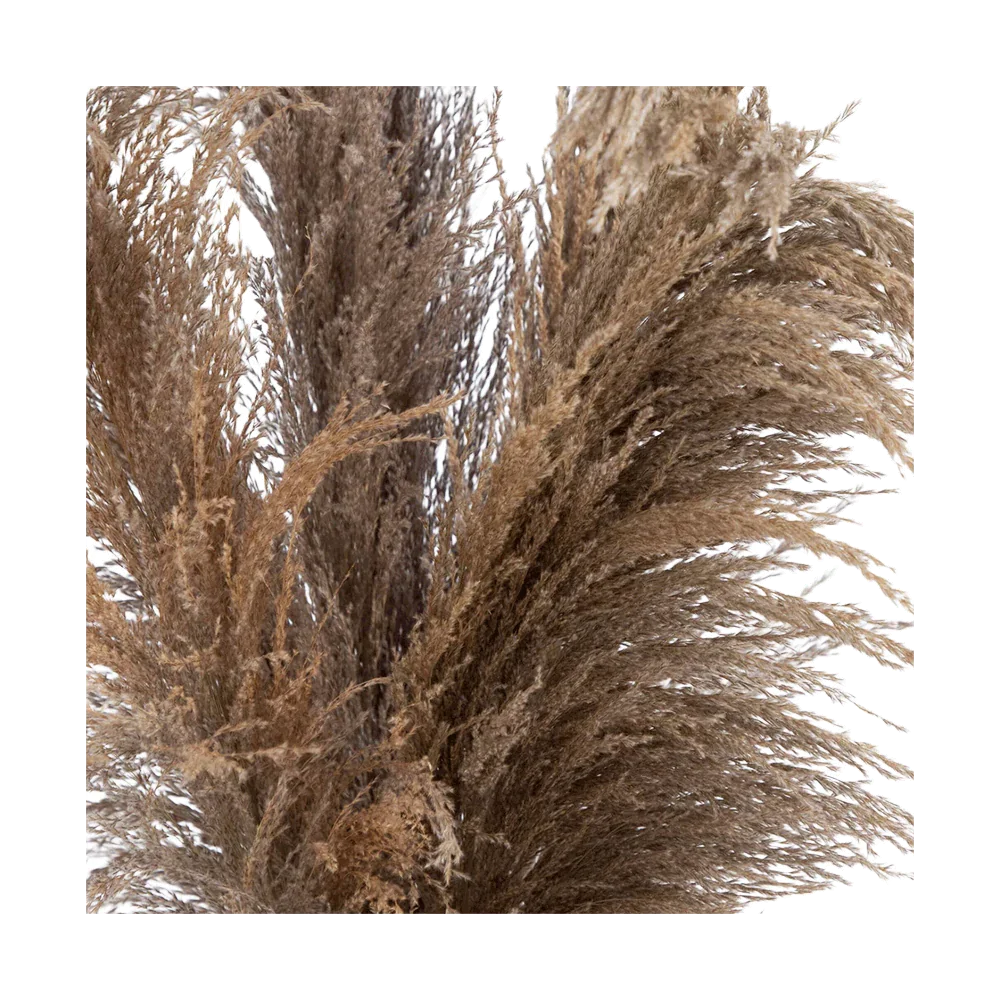 30 Desert Whisper - Pampas naturali essiccate in vaso di ceramica