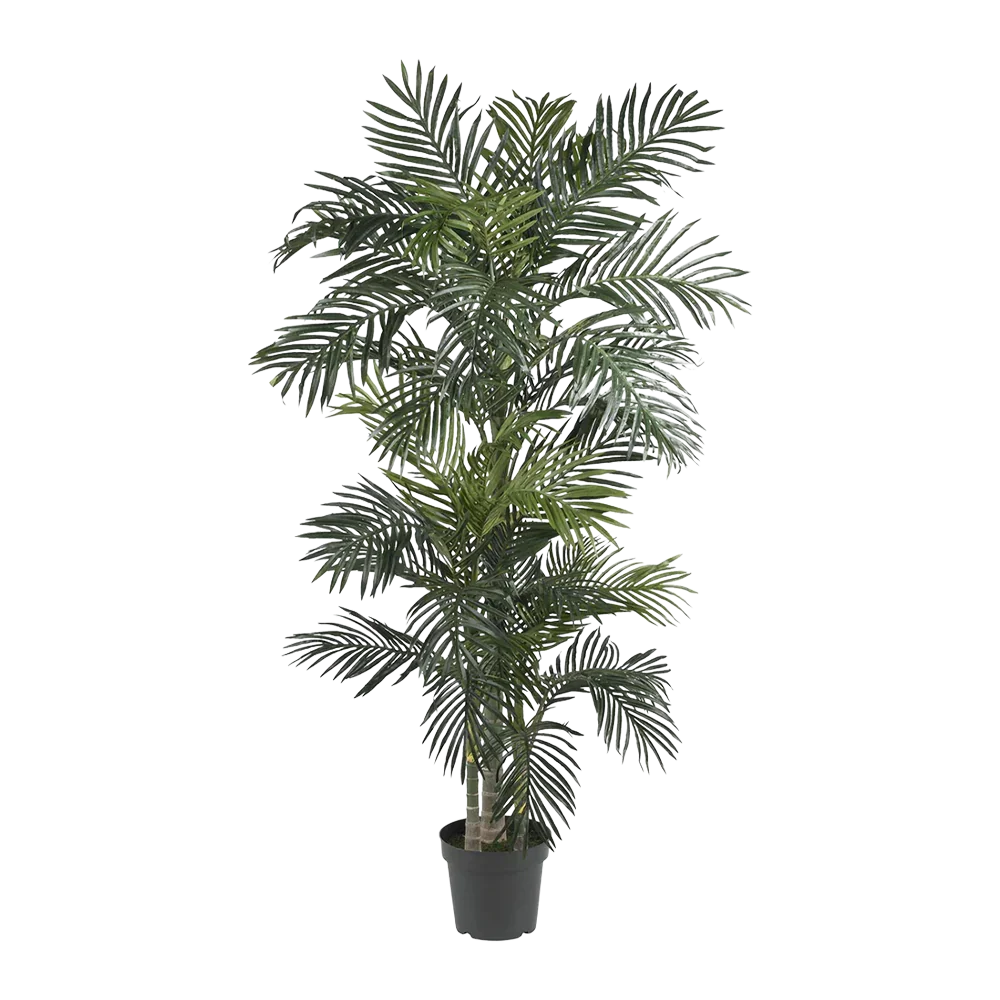 Palma Suncrest da 6,5 ​​piedi