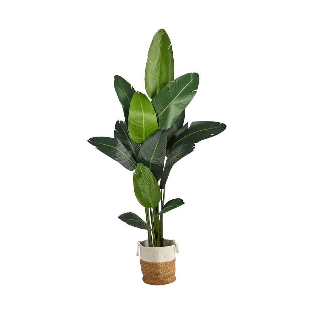 Palma nomade da 7 piedi