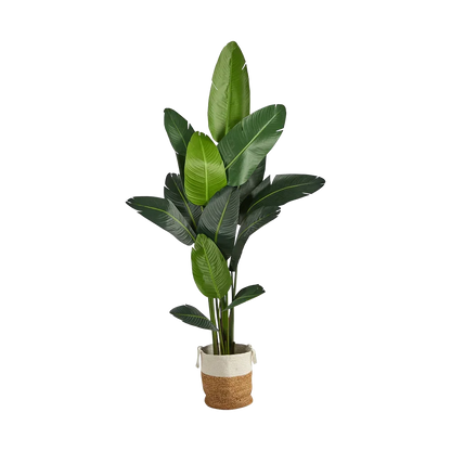 Palma nomade da 7 piedi