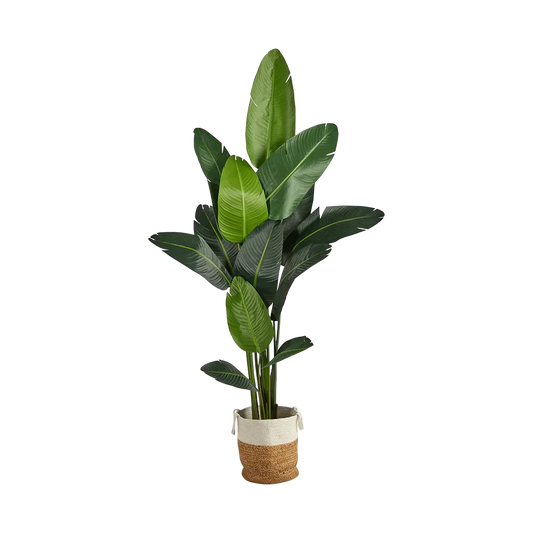 Palma nomade da 7 piedi