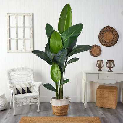 Palma nomade da 7 piedi