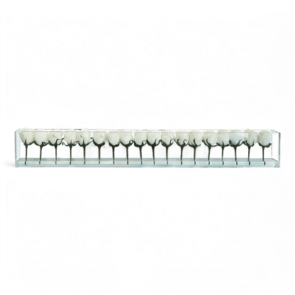 48 Rose con Vaso a Filo Bianco